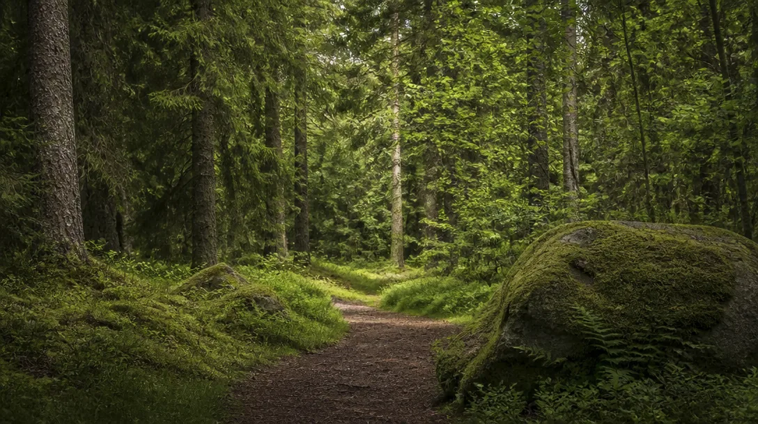 Person på lugn promenad i grön natur, stilla och fridfull stämning i dämpad naturlig ljussättning